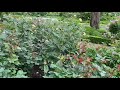 軽井沢 レイクガーデンlake garden nagano ken karuizawa nature beauty バラ rose 自然