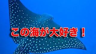 石垣島ダイビング｜主役不在でもこの海が大好き！｜ビーチライフ石垣島