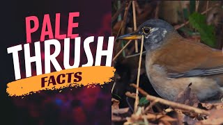 pale thrush facts