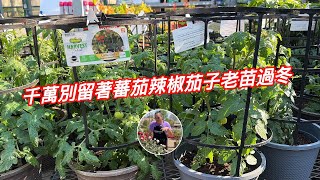 买买买蔬菜水果苗也上新来！蕃茄辣椒茄子老苗过冬？园艺篇546