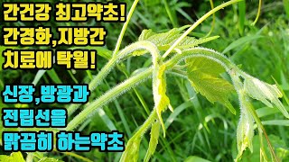 개머루--알콜성 간질환과 간염· 간경화· 지방간을 치료하며, 항암작용이 탁월하고, 전립선 질환으로 소변보기가 어려운증상, 신장과 방광의 질환을 치료하는 약초