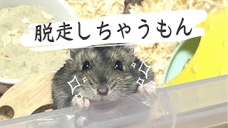 🐹ハムスターの脱走シーン📹　#ハムスター　#Shorts #ペット