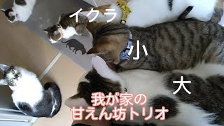 定員オーバーです🐾