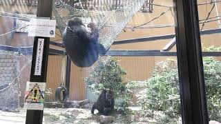 夏は涼しいハンモックとして使うゲンタロウ（笑）【京都市動物園】