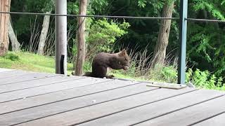 リス 「里の森 天然温泉 森のゆ」北海道北広島市