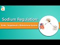 Sodium Regulation: Renin-Angiotensin-Aldosterone System (RAAS)