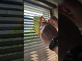 How to clean Venetian blinds