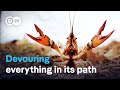Destructive invaders: Calico crayfish threaten species diversity | DW Documentary