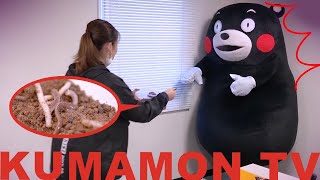 【Kumamon TV】Kumamon is astonished!! AD ate an earthworm! ??