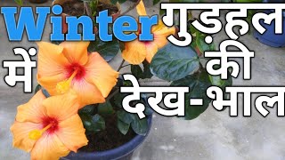 How to Care Hibiscus in Winter Season | Winter Season me Hibiscus plant ki Care kaise karen |