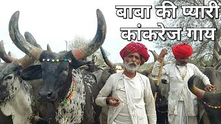 बाबा ने बताई ज्यादा दूध देने वाली कांकरेज गाय की पहचान || #desi  #kankrej #cow