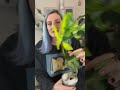 philodendron florida beauty u0026 ghost unboxing floridabeauty plantunboxing plantpeople