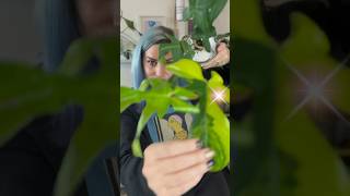 Philodendron Florida Beauty \u0026 Ghost UNBOXING! #floridabeauty #plantunboxing #plantpeople