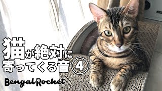 【検証】TikTokで話題の猫の鳴き声を聞かせたらメス猫がスマホを攻撃しだしたｗｗ【ベンガルロケット】