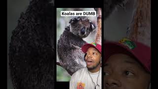 Why koalas are so DUMB?