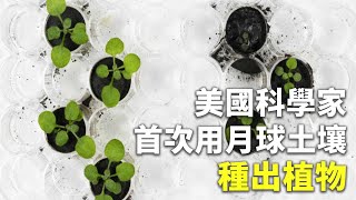 美國科學家首次用月球土壤種出植物 - 月球種菜研究 - 科學新聞