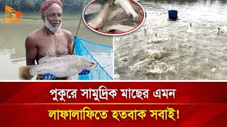 পুকুরে সামুদ্রিক মাছের এমন লাফালাফিতে হতবাক সবাই! | Nagorik TV Special