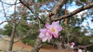 ソシンロウバイ、白梅、十月桜　京都御苑