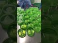 proses pembuatan aloevera #short