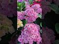 Most Fragrant hydrangea flowers #shorts