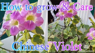 How to Grow, Care \u0026 Propagation Variegated Chinese Violet / Creeping Foxglove // Chinese violet