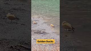 Golden Duck's✨🦆#GoodLuck #Duck #Golden #fortune  #madhurilake #sungesterlake #winter #northeastindia