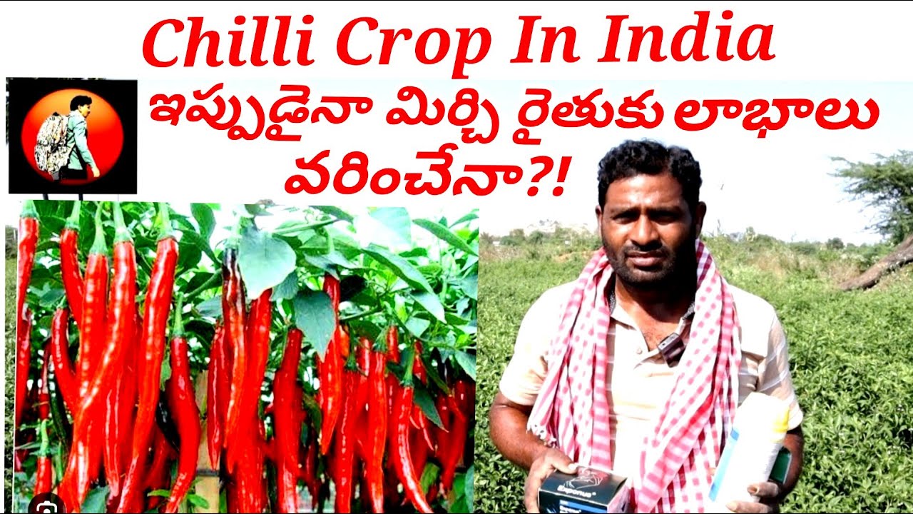 Chilli Crop Chilli Farming Chilli Cultivation In India Ptv Youtube