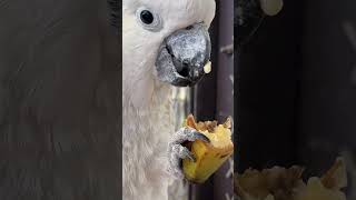 【天王寺動物園】キバタンのコバちゃん「バナナオイシイっ」