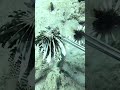 my first attempt at taking out some invasive lionfish with a handgun