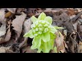 蜂斗菜 petasites japonicus 冬花 款冬 款冬蒲公英