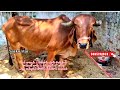 00000 00009 గిర్ ఆవు అమ్మబడును తెలంగాణ హైద్రాబాద్ 🐄 gir cow for sale telangana hyderabad