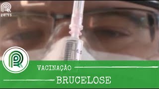 Brucelose: veja como aplicar corretamente a vacina