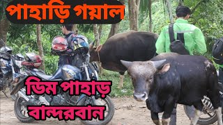 বান্দরবান ডিম পাহাড়ে।।পাহাড়ি গয়াল।। পাহাড়ি গরু।। 🔥🔥🔥