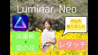 【Luminar Neo】淡墨桜＆菜の花　vlog \u0026 レタッチ！秦野に行ってきました。