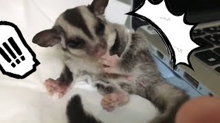 モモンガ赤ちゃんのディックが‥‥（sugar glider dick pikpik）