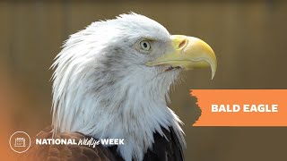 National Wildlife Week 2022 | Bald Eagle