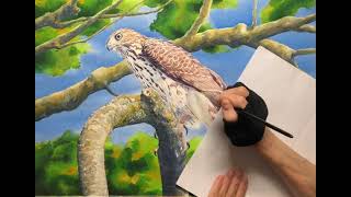 How to  Paint a Cooper's Hawk in Watercolor