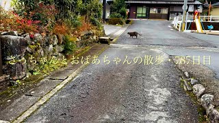 2025.1.17(金)《一日の記録》雨上がりの道をおばあちゃんと散歩して.. 途中でひとり何処かに行き..  暫くしてから戻って来る猫…【さっちゃんとおばあちゃんの散歩・787日目】・・・