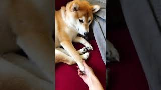 柴犬に塩対応されるだけの動画 #shorts #柴犬 #塩対応