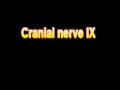 What Is The Definition Of Cranial nerve IX - Medical Dictionary Free Online