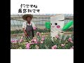 【しらかばちゃん】守正さんのトルコギキョウのハウスに行ったよ！