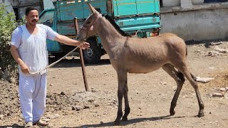 اسعار البغال في مصر سوق المواشي في مصر بغلة جميلةجدا وجذابة