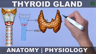 Thyroid Gland | Anatomy Physiology and Histology