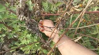 AISELU ऐसेलु   Himalayan Yellow Berries (Wild fruit of Nepal)