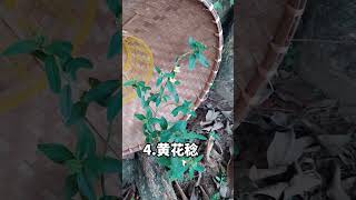 农村九种草药，你认识几种？