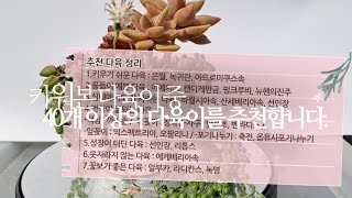 키워본 다육이중, 40개 이상의 다육이를 추천합니다. succulents/多肉植物/たにくしょくぶつ 278화 #해맑은TV