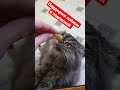 Кот отказался кушать креветку Котик Адольф Приколы с котами Смешные коты Смешные животные