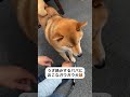 早くお散歩に行きたいガウガウ犬とウザ絡みするパパ shorts