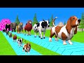 Paint & Animals Cow,Gorrila,Elephant,Tiger,Dog,Sheep Fountain Crossing Transformation Cartoon