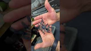 A super blue m. Balfouri. They are not typically this blue. This is a high-contrast blue tarantula.